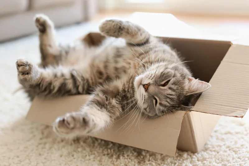 Grey tabby cat lying on its back inside an open cardboard box on a carpeted floor