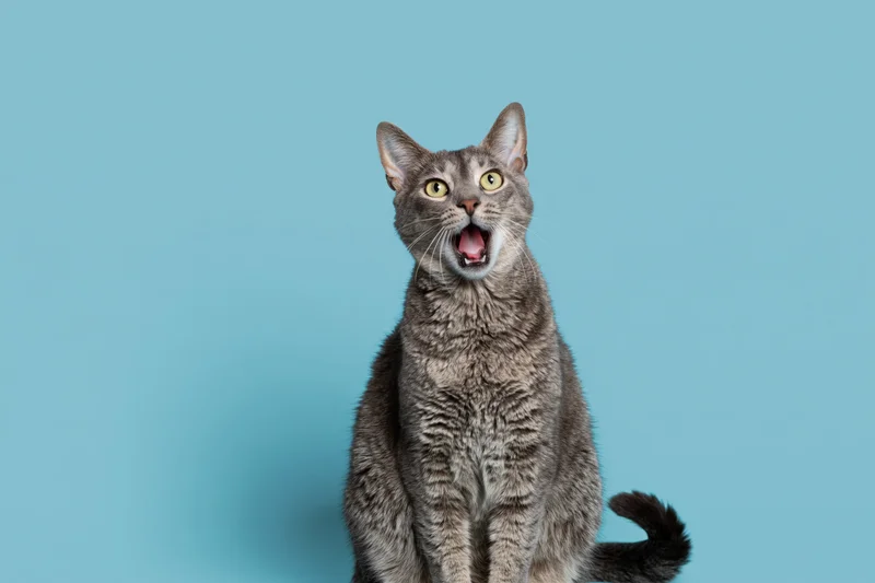 Grey tabby cat sitting upright with mouth open against blue background