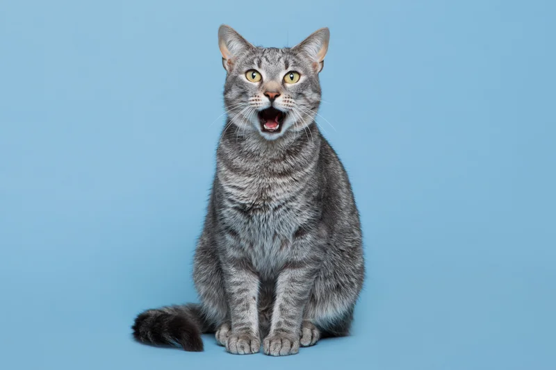 Grey tabby cat sitting upright with mouth open facing camera on blue background