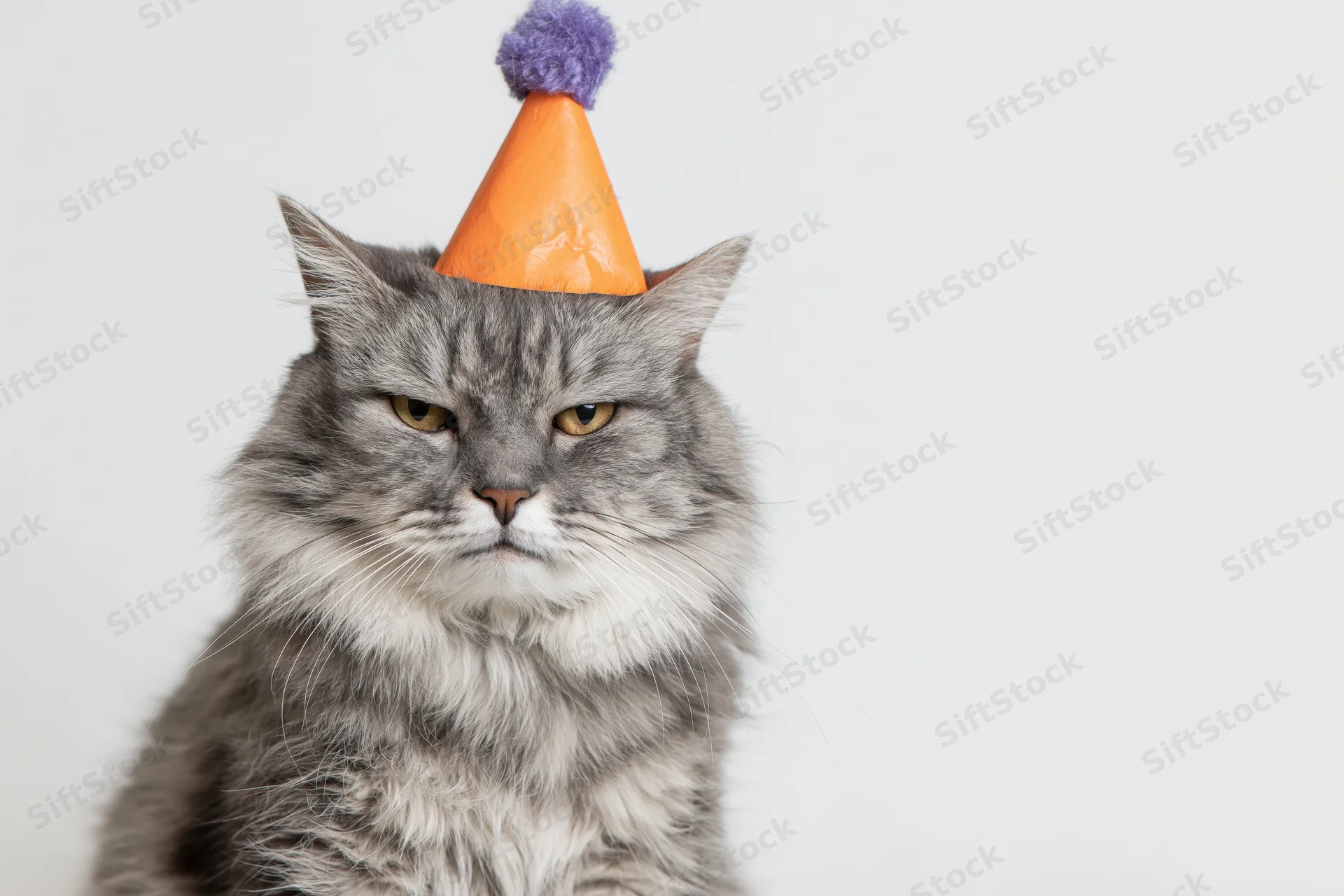 Grey tabby cat wearing orange party hat with purple pompon, sitting upright against white background