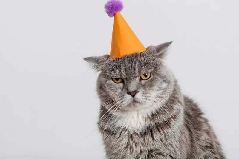 Grey tabby cat wearing orange party hat with purple pompon, sitting upright against white background