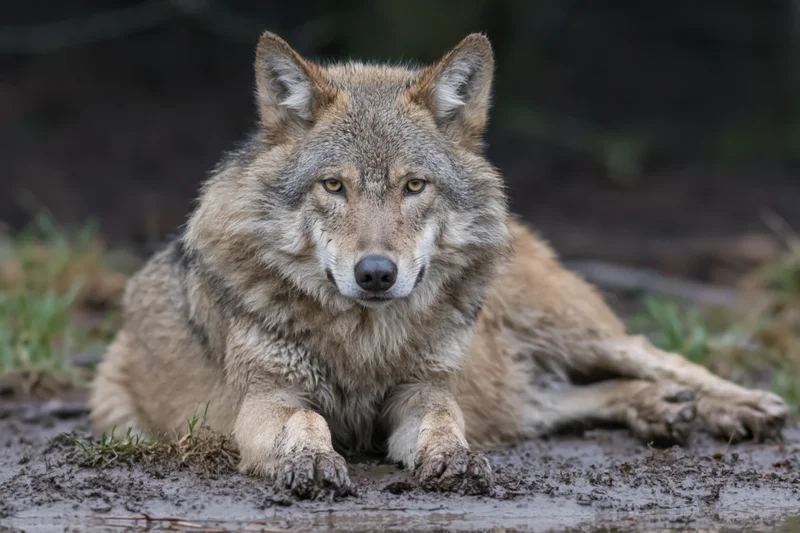 Gray wolf lying on muddy ground facing forward with alert gaze in natural outdoor setting