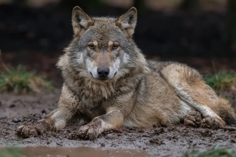Grey wolf lying on muddy ground facing forward with alert gaze