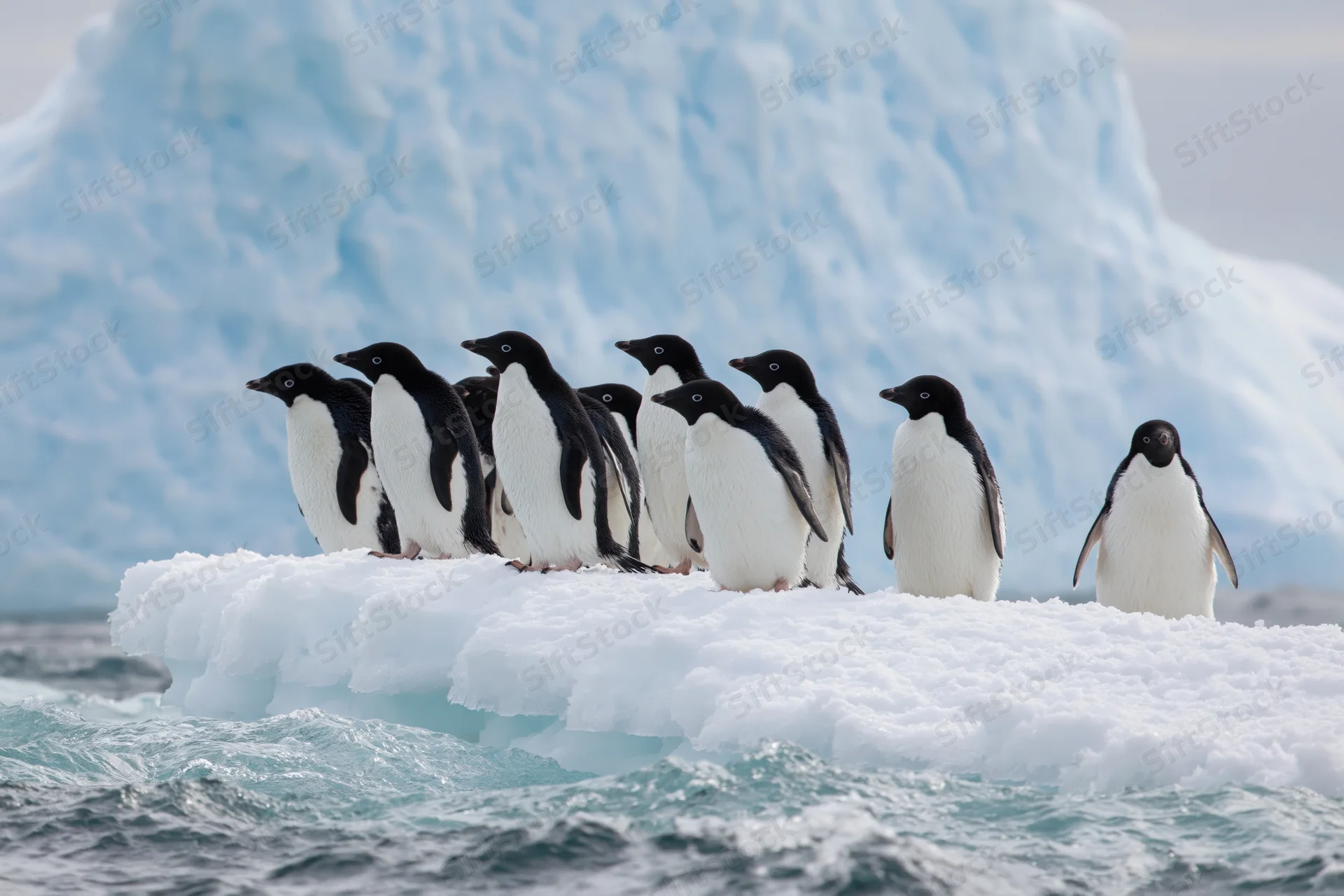 Group of adelie penguins standing on an ice floe in antarctic waters