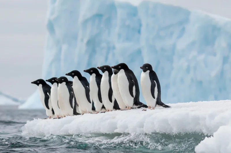 Group of adelie penguins standing together on an ice floe in antarctic waters