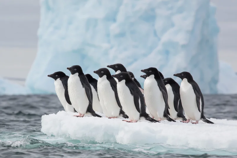 Group of adelie penguins standing clustered on ice floe in antarctic ocean