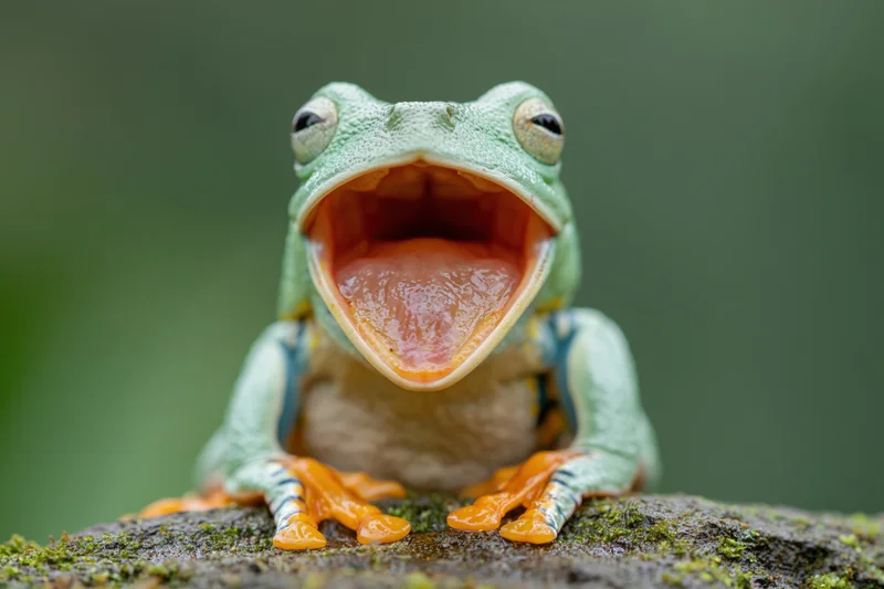 Javan tree frog with open mouth perched on mossy rock