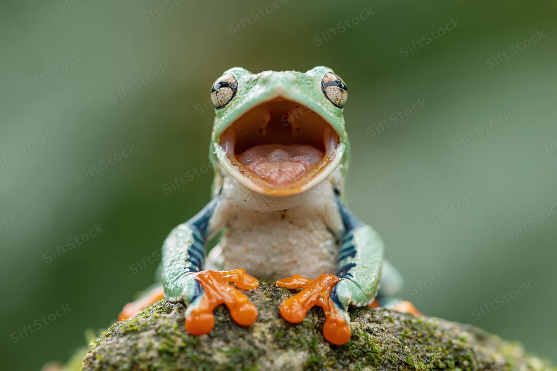 Javan tree frog with mouth open perched on moss-covered rock