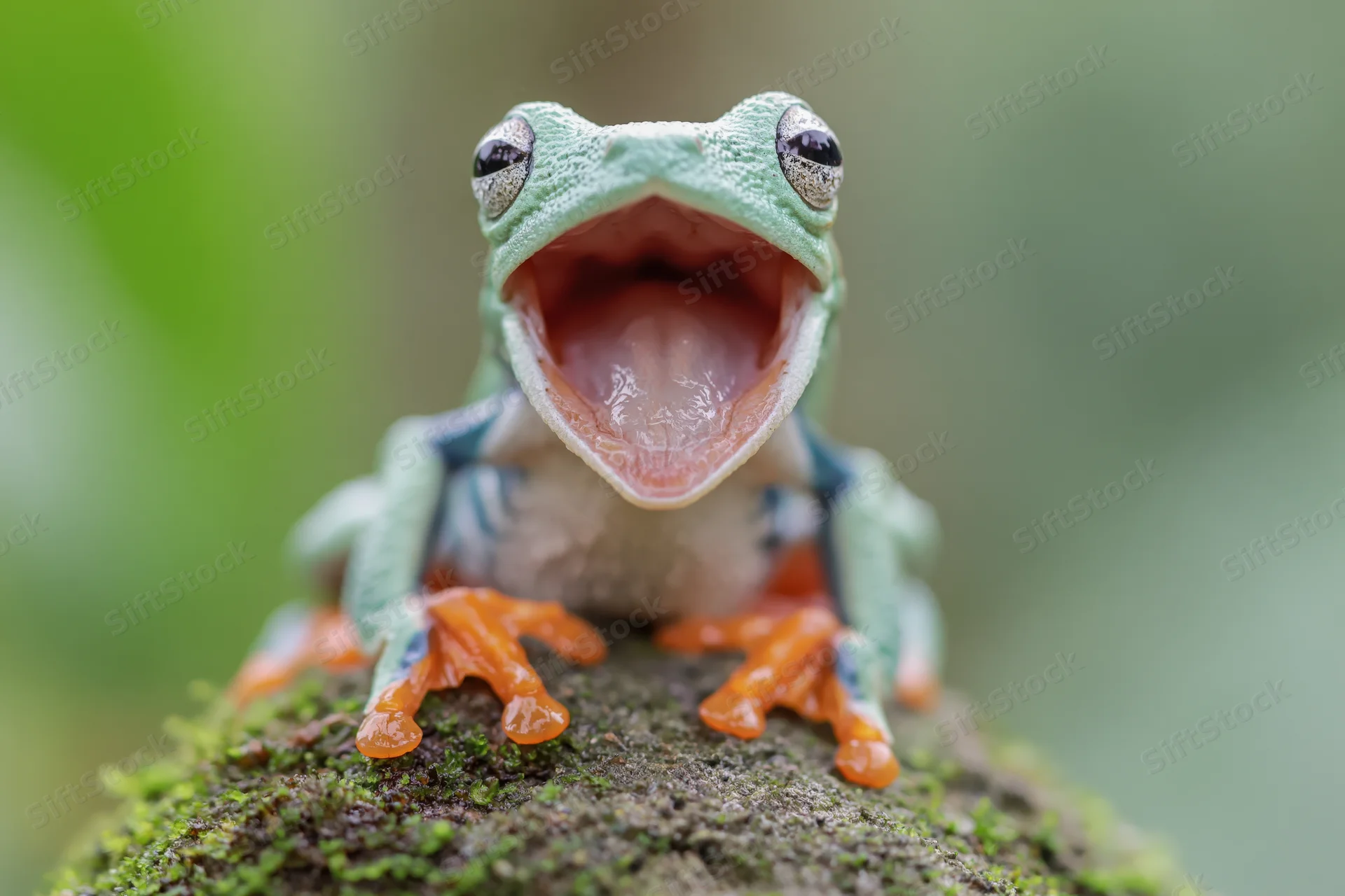 Javan tree frog with mouth wide open perched on moss-covered rock in natural habitat