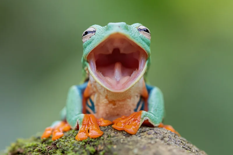 Javan tree frog with mouth wide open perched on a moss-covered rock
