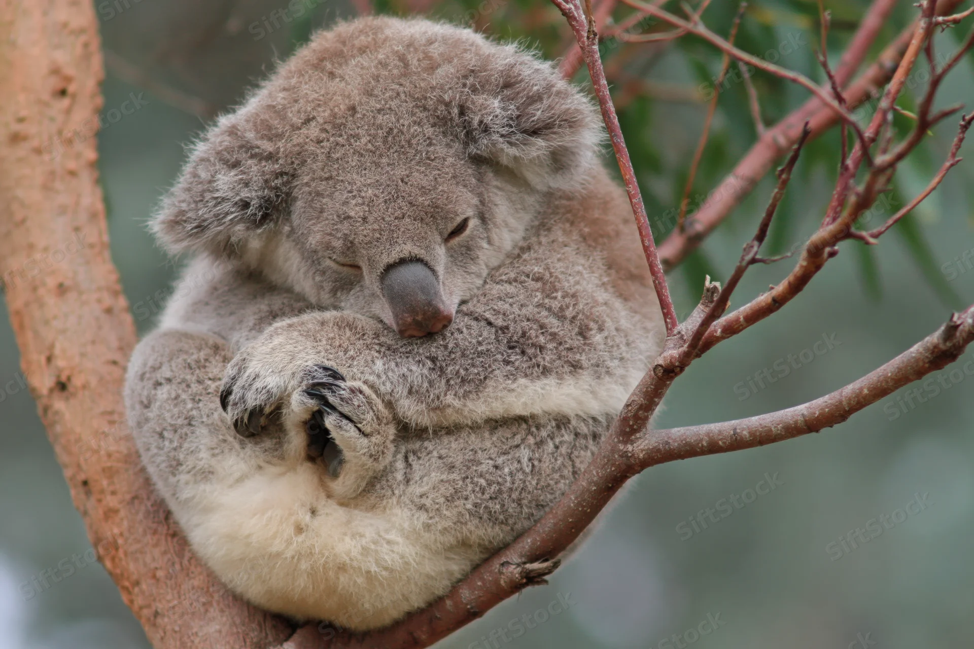 Koala sleeping curled in the fork of a eucalyptus tree