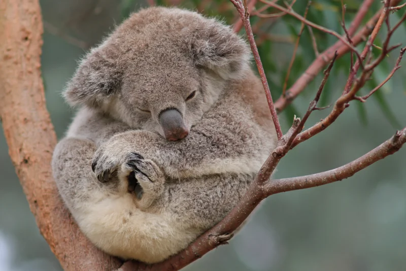 Koala sleeping curled in the fork of a eucalyptus tree