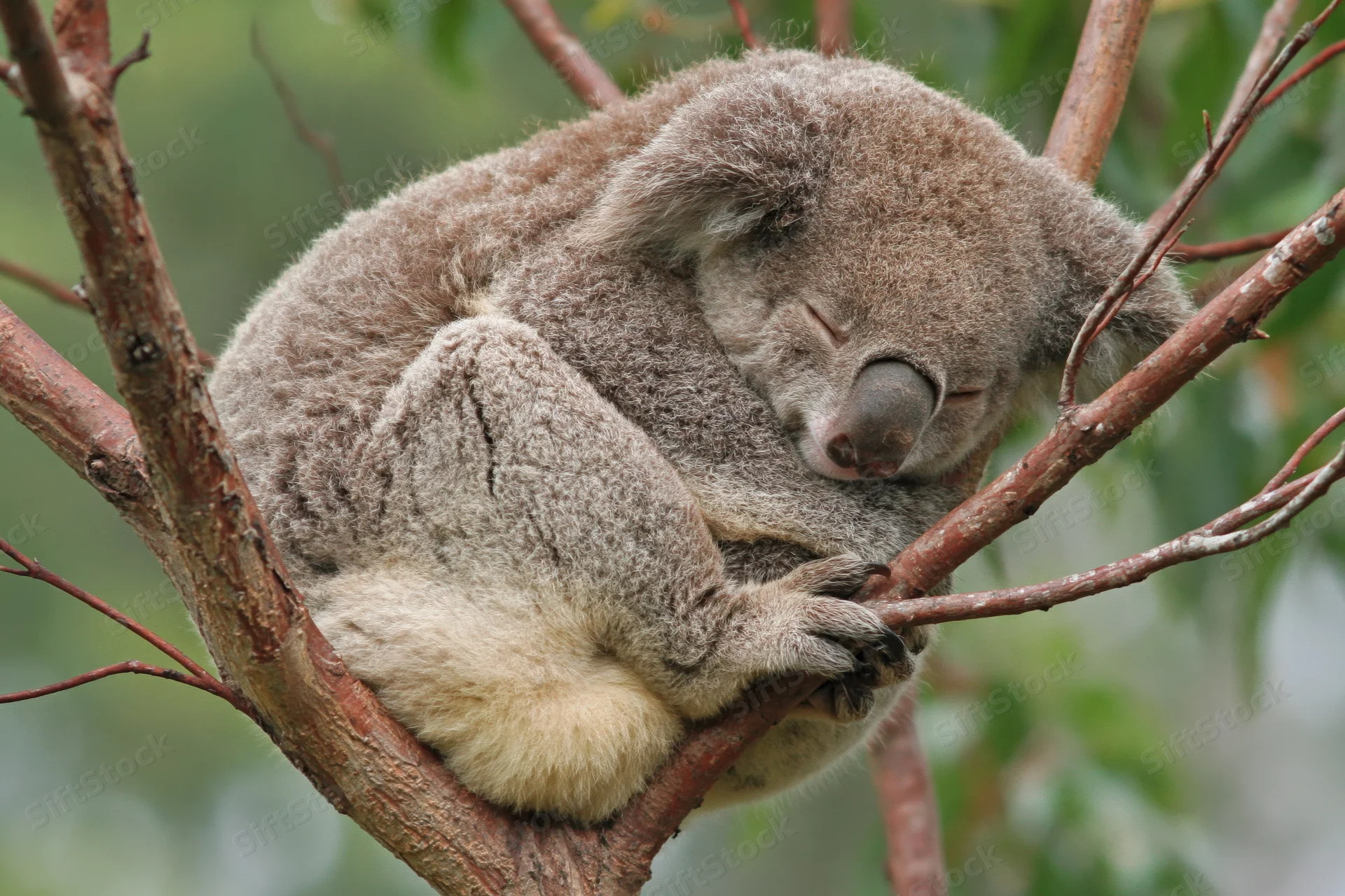 Koala sleeping curled in a tree fork with eyes closed