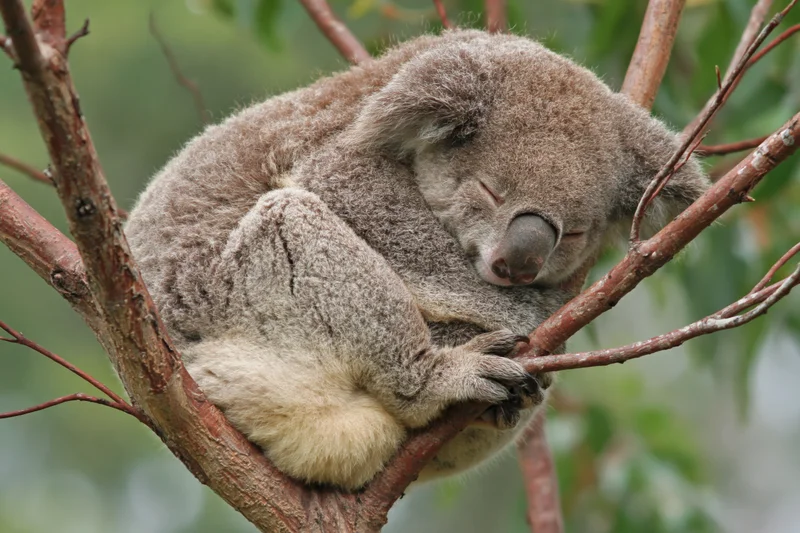 Koala sleeping curled in a tree fork with eyes closed