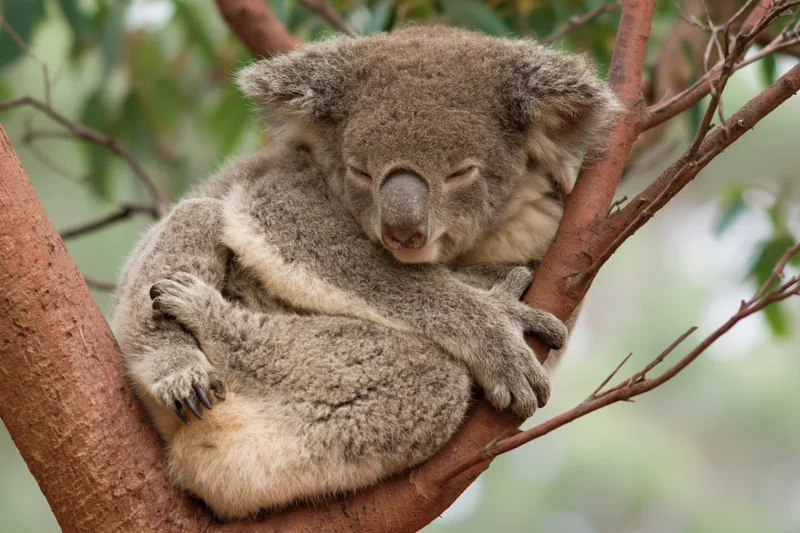 Koala sleeping curled in the fork of a eucalyptus tree