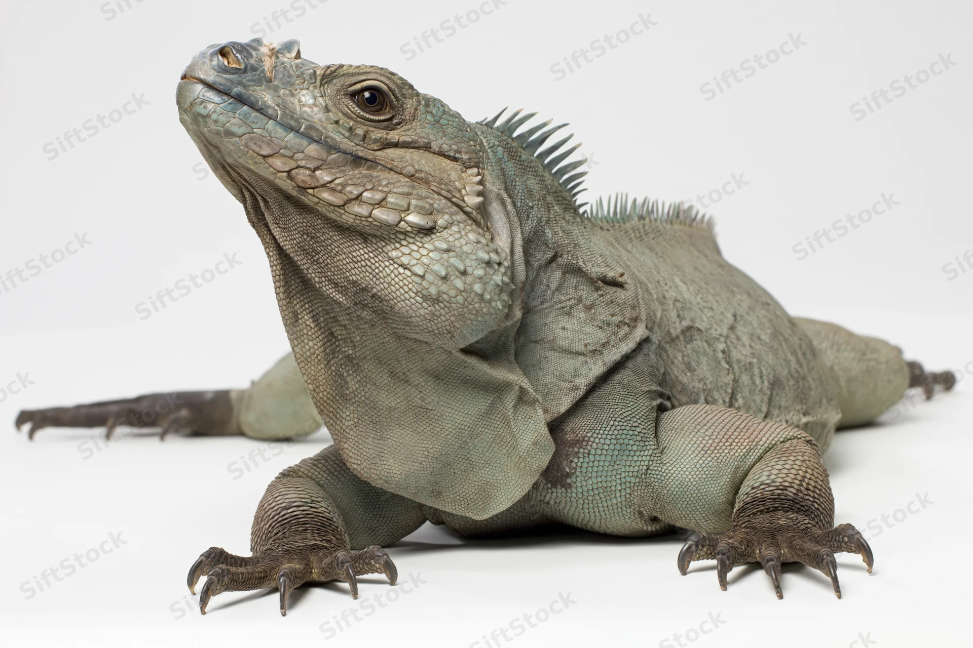Large iguana resting alert on plain white studio surface