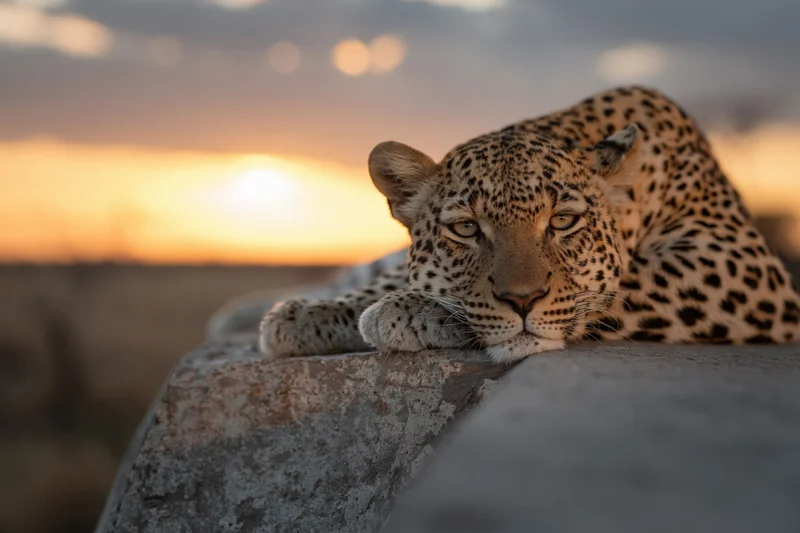 Leopard resting on a rock at sunset in the savanna