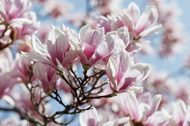 Magnolia tree branches with fully open pink and white blooms against a blue sky in spring