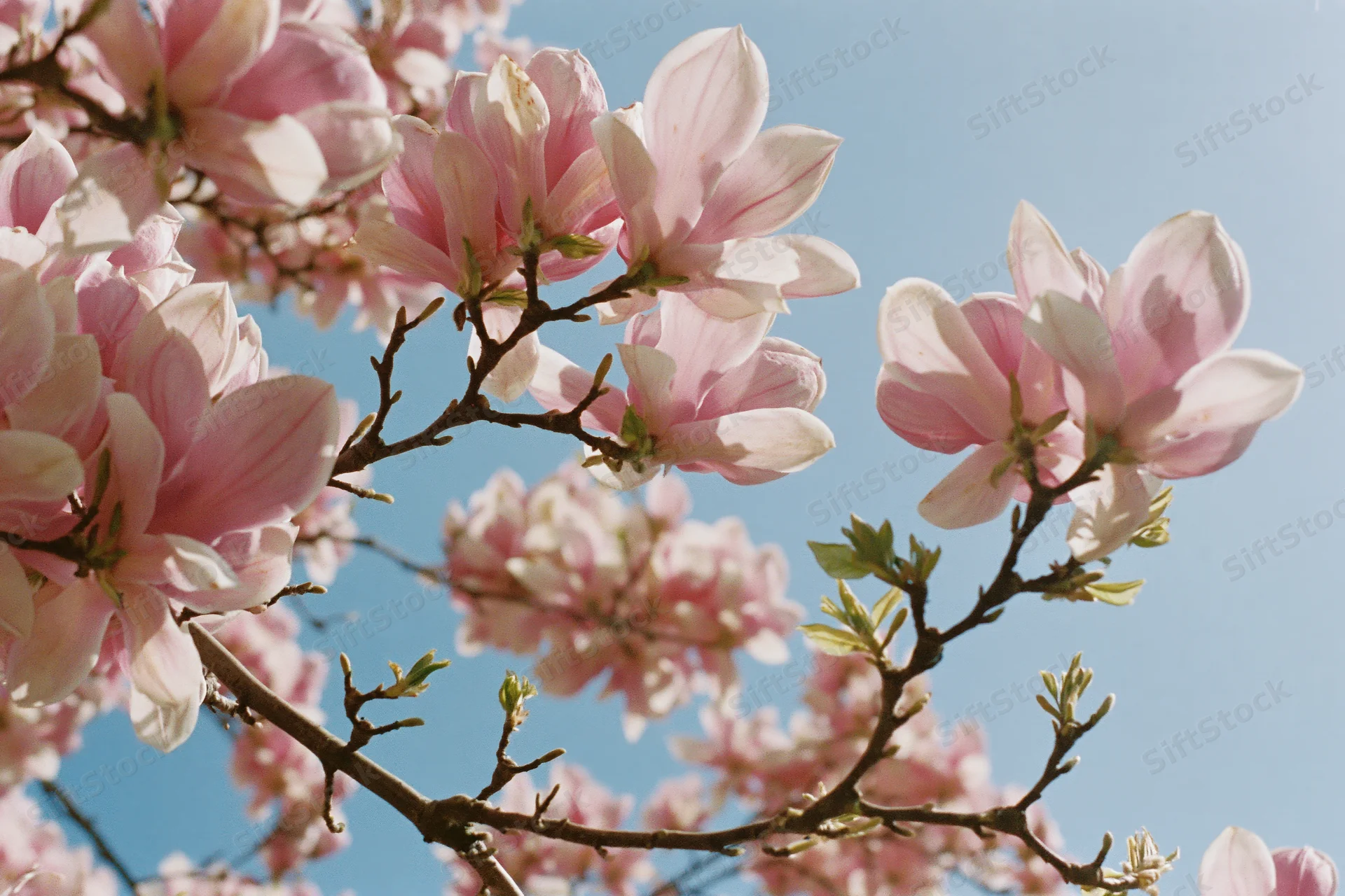 Magnolia blossoms in full bloom against a clear blue sky
