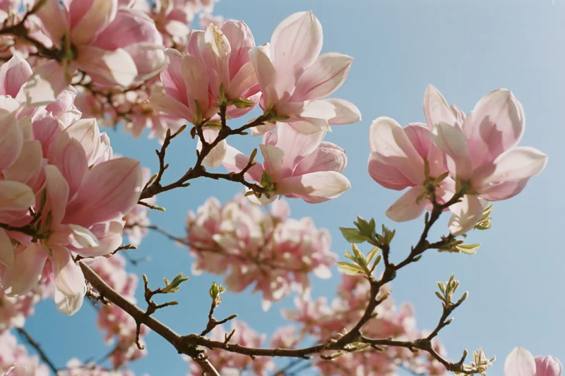 Magnolia blossoms in full bloom against a clear blue sky