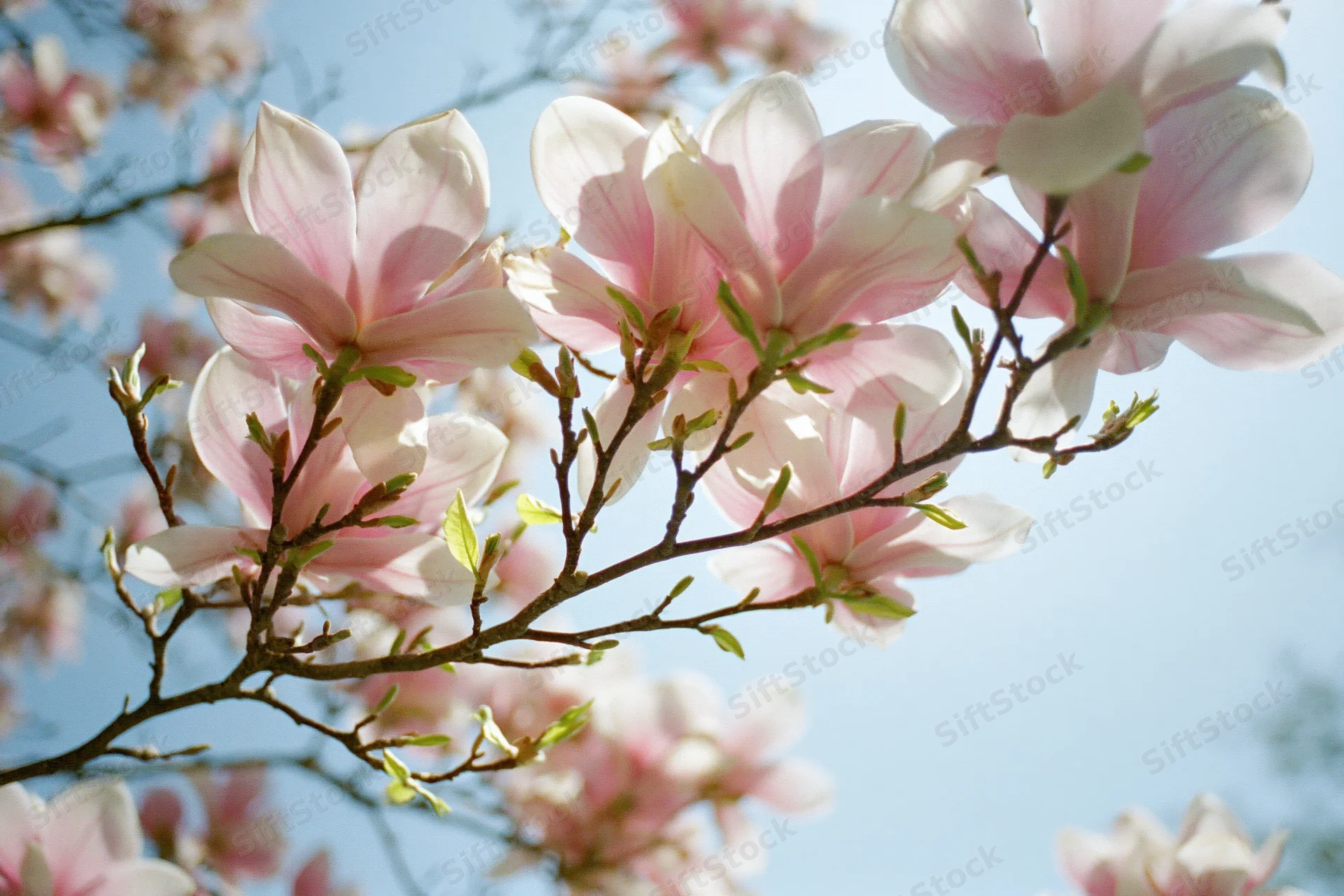 Magnolia blossoms in full bloom on branches against a clear blue sky