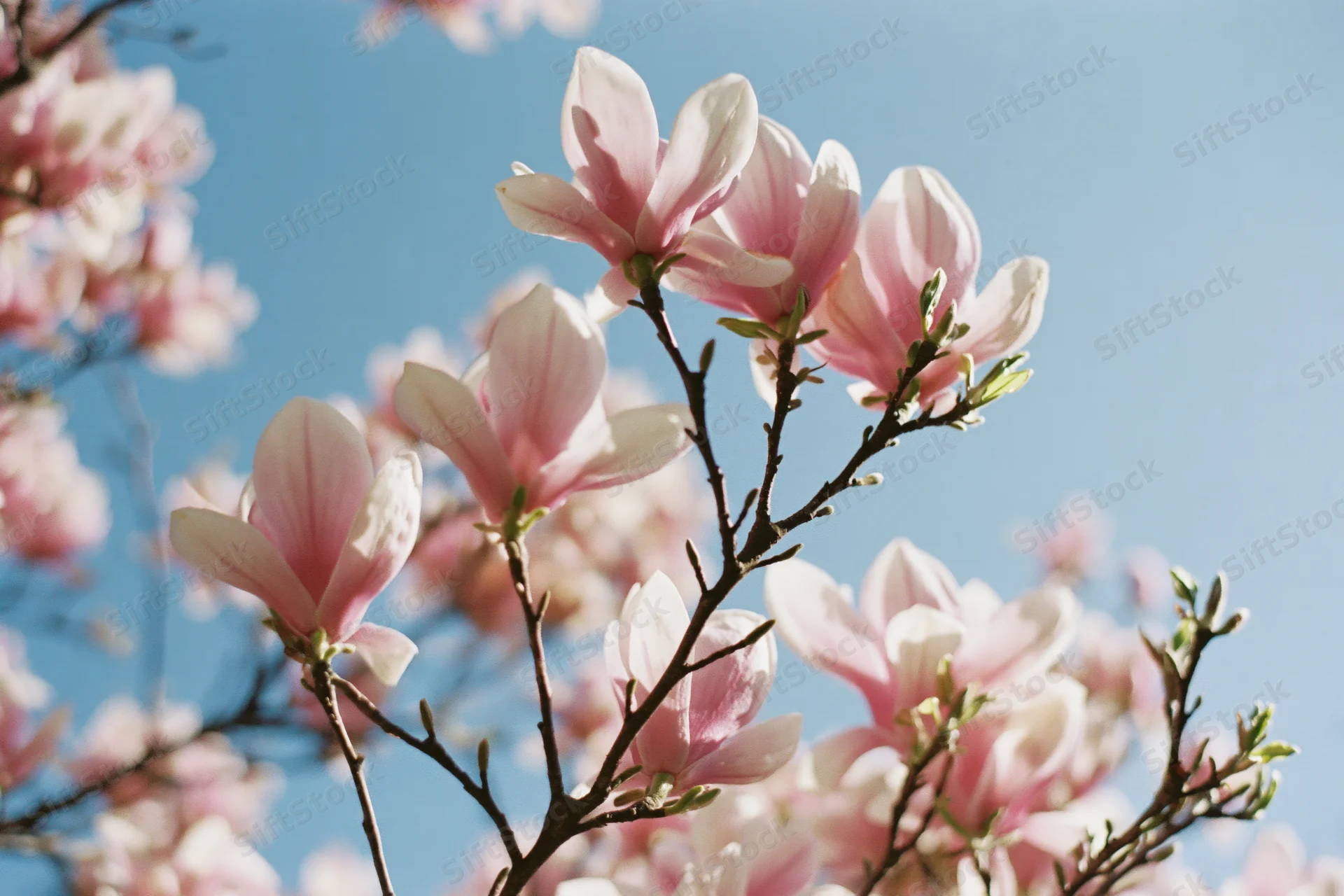 Magnolia blossoms in full bloom against a clear blue sky