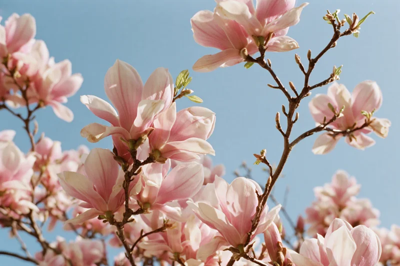 Magnolia blossoms in full bloom against a clear blue sky