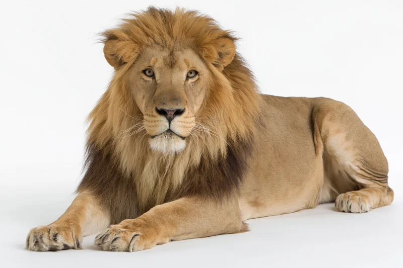 Male lion lying down with front paws extended forward on white background