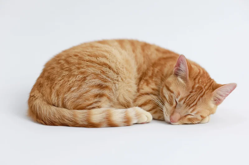 Orange tabby cat curled up sleeping on plain white background