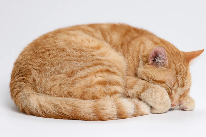 Orange tabby cat curled up sleeping on plain white background