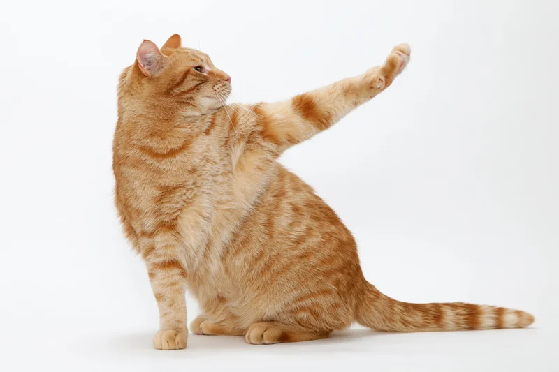 Orange tabby cat sitting upright with one front paw extended in a studio setting