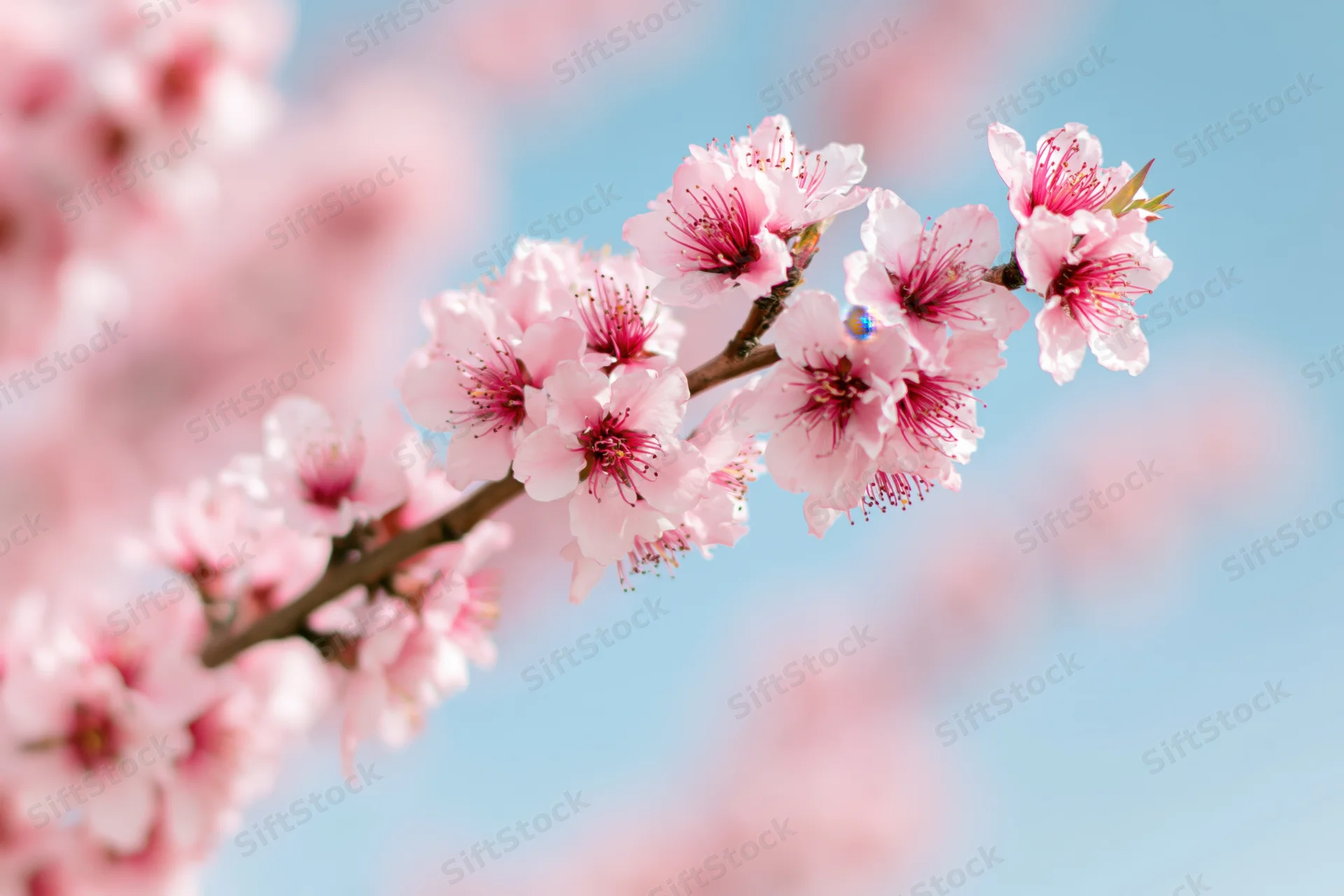 Peach tree branch with soft pink blossoms against a blue sky