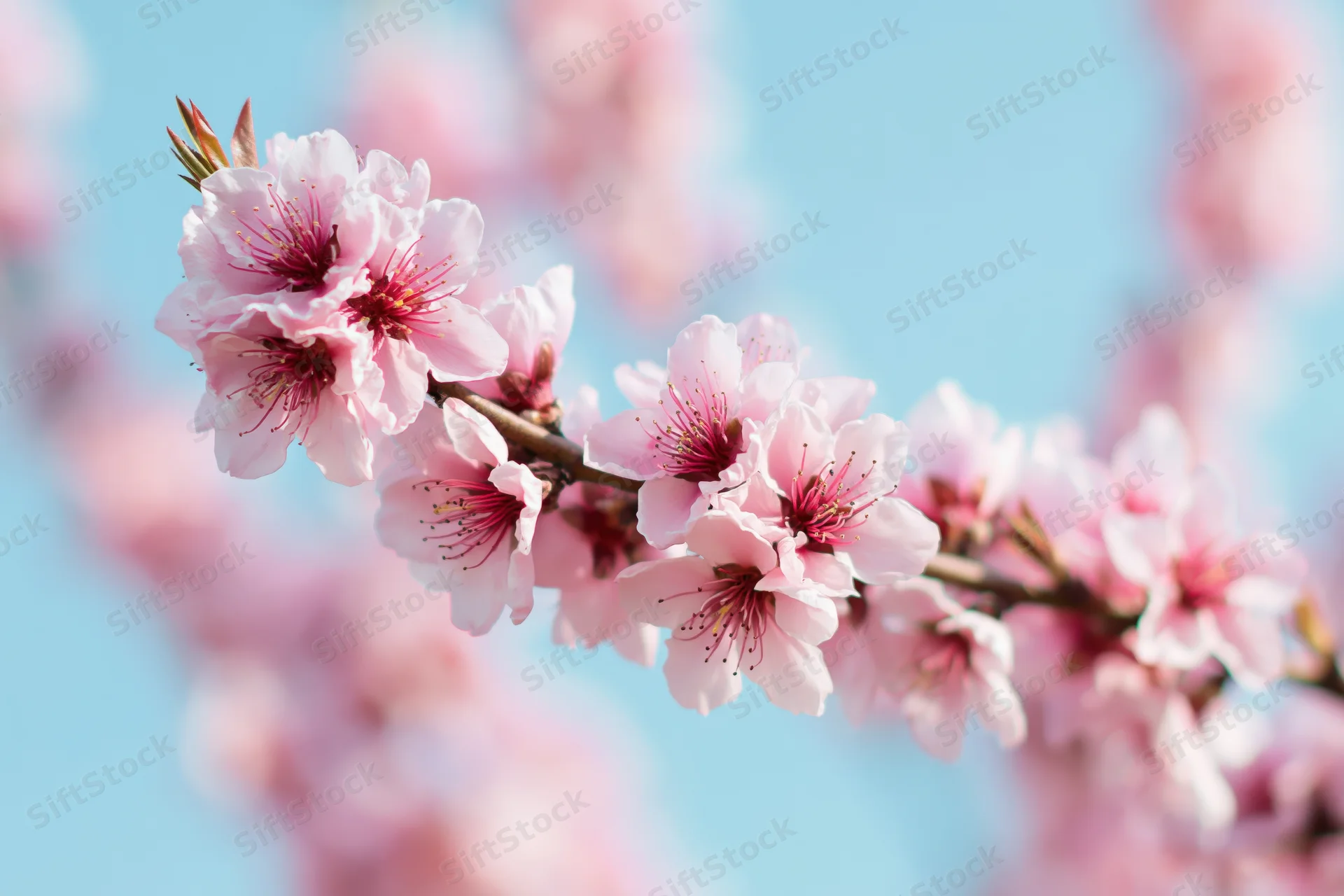 Peach tree branch with soft pink blossoms against a clear blue sky