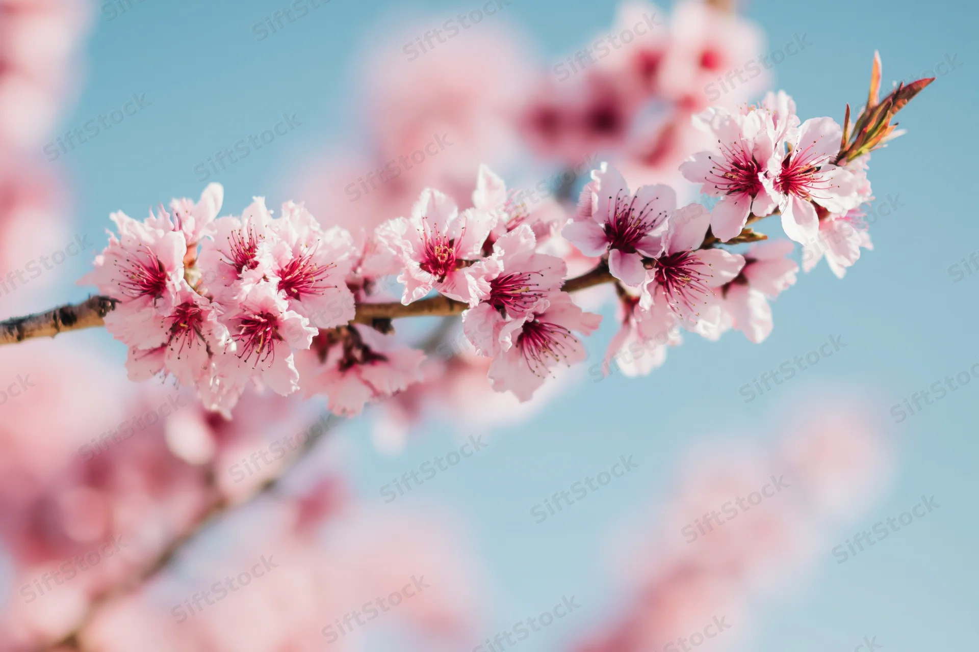 Peach tree branch with soft pink blossoms against a clear blue sky