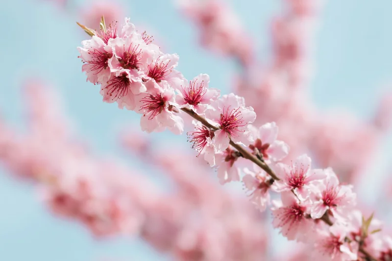 Peach tree branch with soft pink blossoms in bloom against a light blue sky