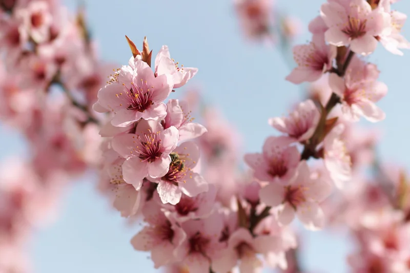 Peach blossoms in full bloom on branches against a clear blue sky
