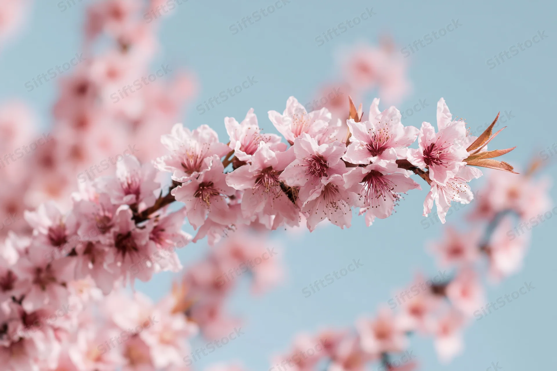 Peach blossoms in full bloom on a branch against a clear blue sky
