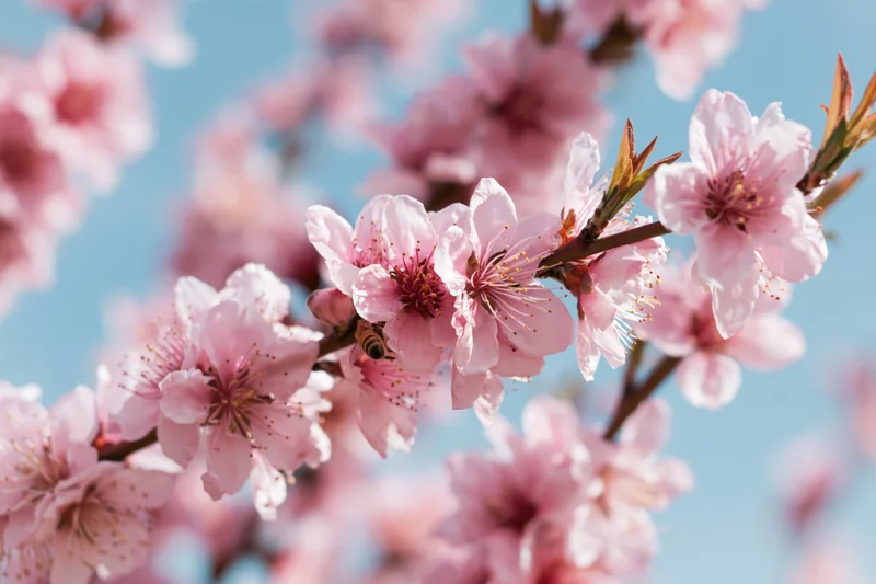 Peach blossoms in full bloom on branches against a blue sky with a bee pollinating the flowers