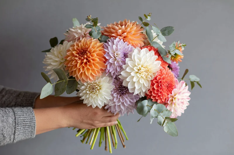 Woman holding a colorful dahlia bouquet with eucalyptus foliage against a gray background