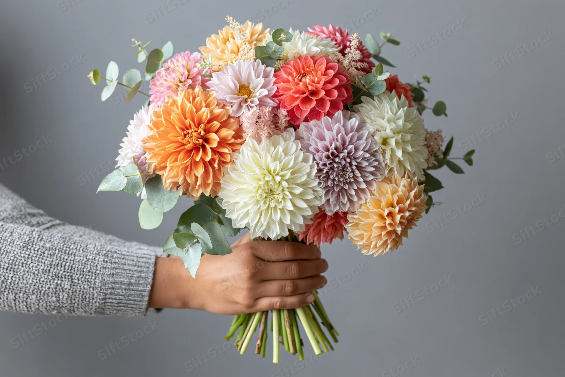 Woman holding a colorful mixed dahlia bouquet with both hands against gray background