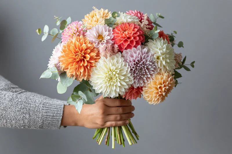 Woman holding a colorful mixed dahlia bouquet with both hands against gray background