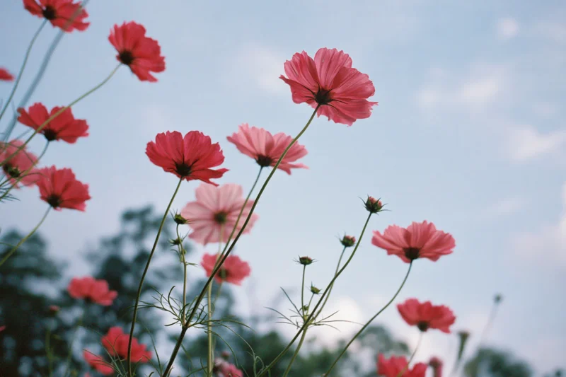 Pink cosmos flowers in full bloom swaying on slender green stems against a soft blue sky
