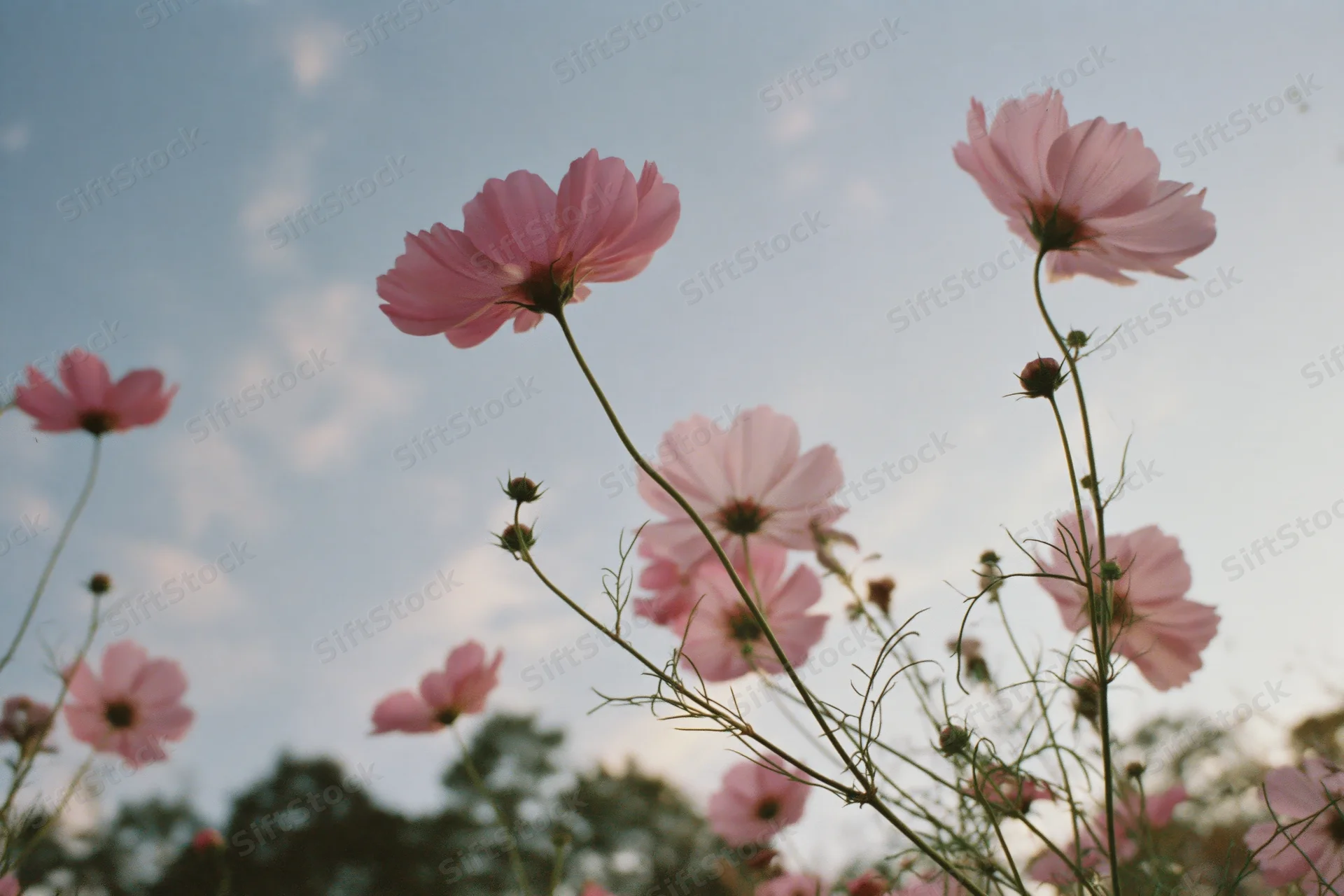 Pink cosmos flowers in full bloom swaying on slender green stems against a soft sky with scattered clouds in a garden setting