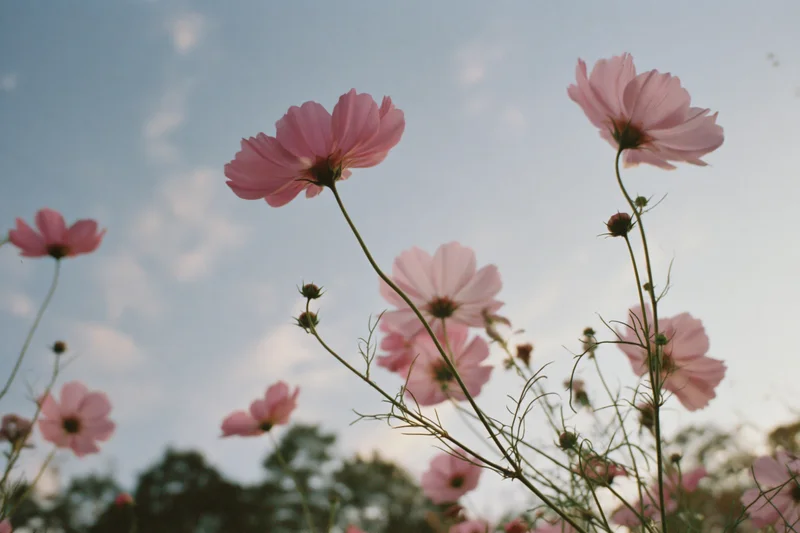 Pink cosmos flowers in full bloom swaying on slender green stems against a soft sky with scattered clouds in a garden setting