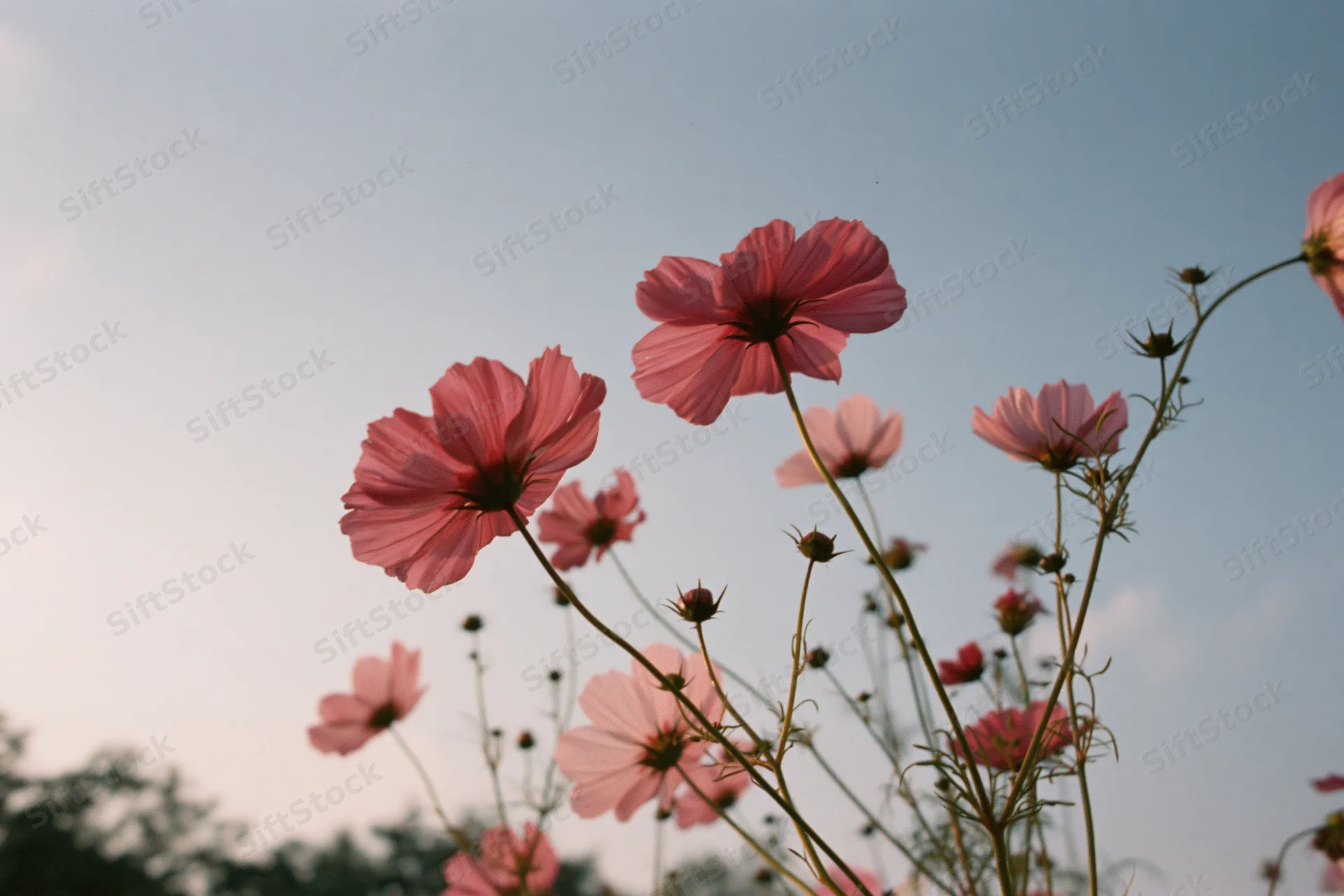 Pink cosmos flowers in full bloom swaying on slender green stems against a clear sky
