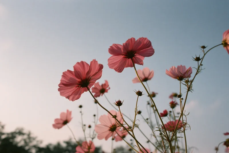 Pink cosmos flowers in full bloom swaying on slender green stems against a clear sky