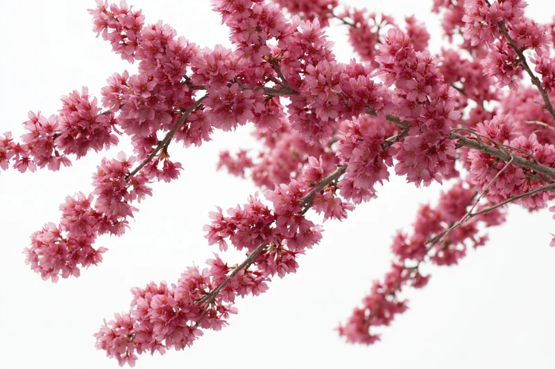 Plum tree branches covered in dense pink blossoms against white background