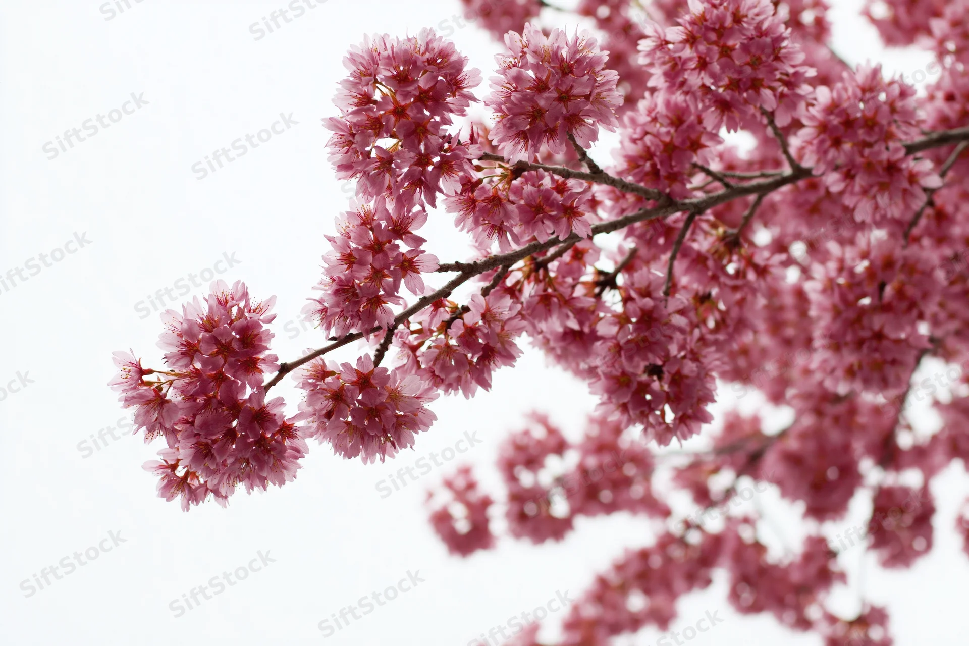 Plum tree branch with dense pink blossoms against a bright sky