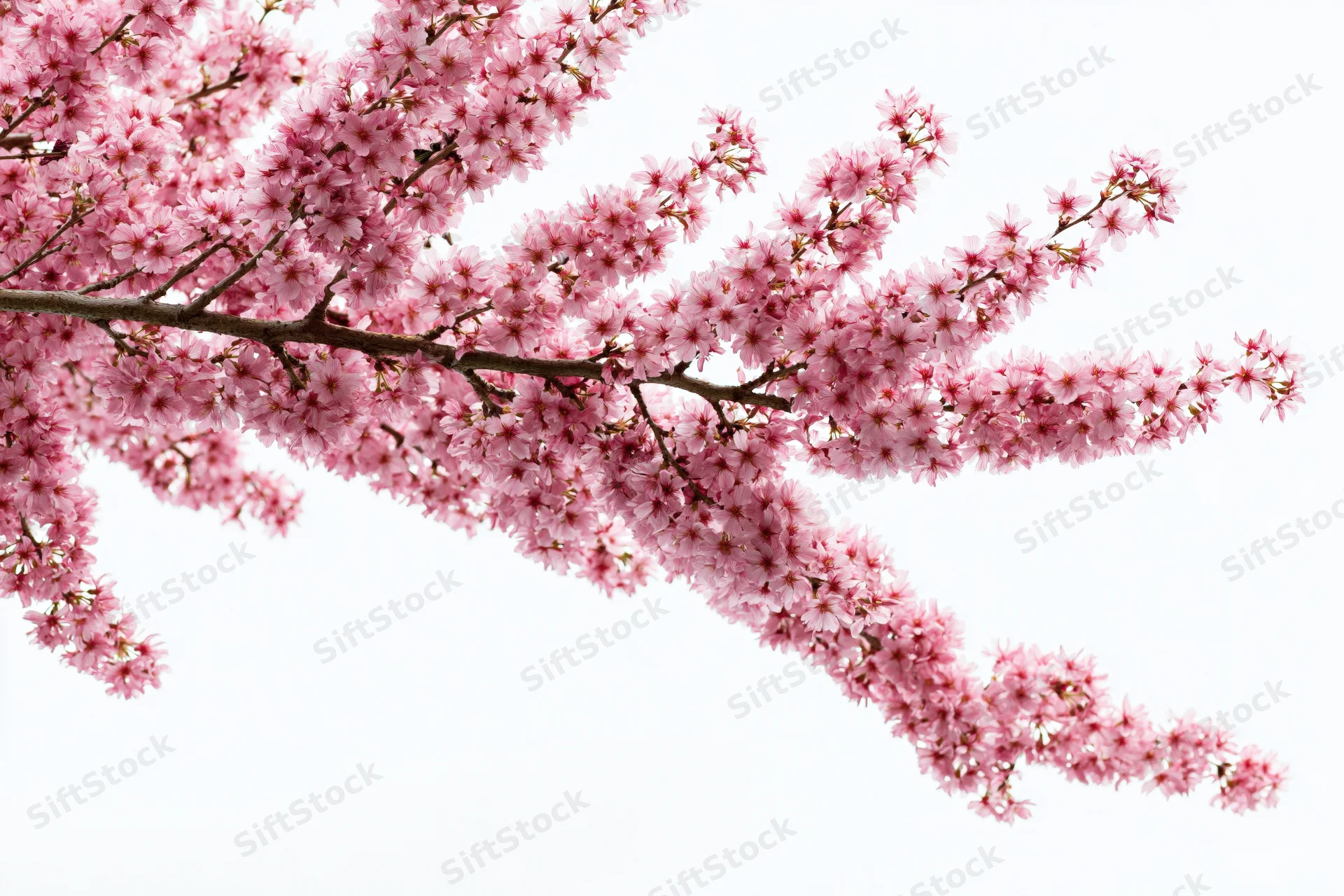 Plum tree branch covered in dense pink blossoms against white background