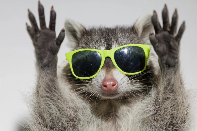 Raccoon wearing bright green sunglasses with paws raised in front of white background
